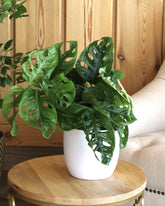 نبات المونستيرا